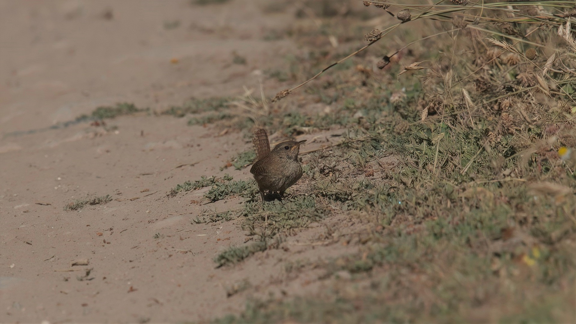 Eurasian Wren